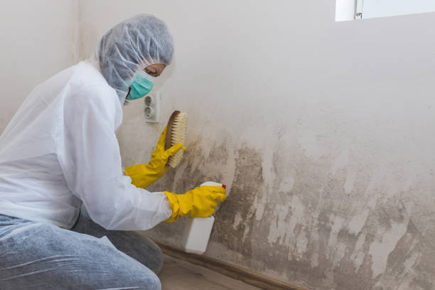 Amherst, VA Mold Removal Company